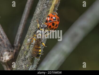 Female Field digger-wasp, Mellinus arvensis, apparently guarding dead parasitised Harlequin ladybird, Harmonia axyridis. Somerset Levels. Stock Photo