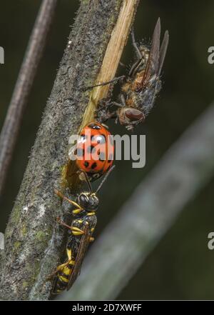 Female Field digger-wasp, Mellinus arvensis, guarding dead Harlequin ladybird, Harmonia axyridis,(probably parasitised) with Cluster fly, Pollenia rud Stock Photo