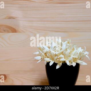 Bunch of White Millingtonia Flowers in a Deep Navy Blue Vase Isolated on Wooden Backdrop Stock Photo