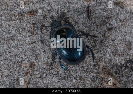 Heath Dumble Dor or Heath Dor Beetle, Trypocopris pyrenaeus, near dung on Dorset heathland in late summer. Rare in UK.