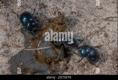 Heath Dumble Dor or Heath Dor Beetles, Trypocopris pyrenaeus, feeding on dung on Dorset heathland in late summer. Rare in UK.
