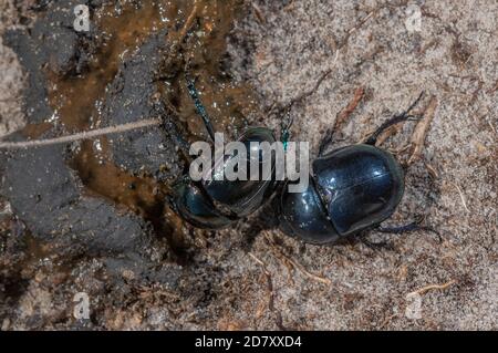 Heath Dumble Dor or Heath Dor Beetles, Trypocopris pyrenaeus, feeding on dung on Dorset heathland in late summer. Rare in UK.