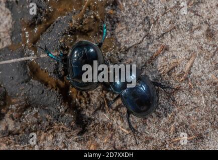 Heath Dumble Dor or Heath Dor Beetles, Trypocopris pyrenaeus, feeding on dung on Dorset heathland in late summer. Rare in UK.