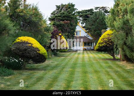 A well kept cottage garden with striped lawn and yellow shrubs in West Sussex, England, UK. Stock Photo