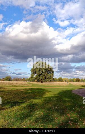 A single english oak tree, quercus robur against a background of a cloudy sunny blue sky in Bushy Park west London Englamnd UK Stock Photo