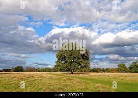 A single english oak tree, quercus robur against a background of a cloudy sunny blue sky in Bushy Park west London Englamnd UK Stock Photo