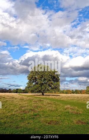 A single english oak tree, quercus robur against a background of a cloudy sunny blue sky in Bushy Park west London Englamnd UK Stock Photo