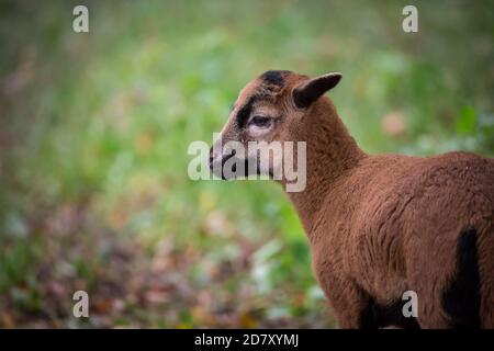 Cameroon sheep, lamb Stock Photo