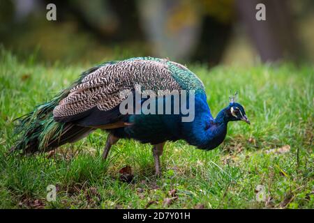 Peacock rooster (Pavo cristatus) Stock Photo