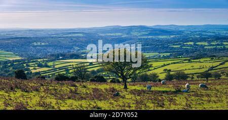 Panorama of fields in the Burrator Reservoir in Dartmoor National Park in Devon in England in Europe Stock Photo