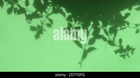 Shadow of foliage on green background. Transparent soft light and shadows from plants and leaves. Copy space. Stock Photo