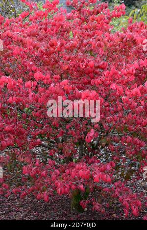 Euonymus alatus compactus Burning Bush Compact Winged Spindle red bush tree with red leaves in autumn Stock Photo