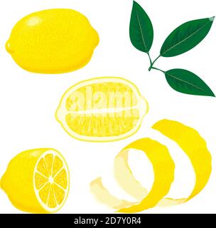Set of whole, cut in half, sliced on pieces fresh lemons and leaves, lemon peel. Hand drawn vector illustration isolated on white background Stock Vector