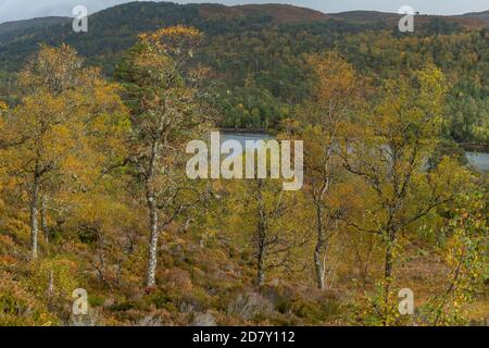 Downy birch, Betula pubescens woodland in Glen Affric, national nature reserve and Caledonian Forest Reserve, in autumn; Highland, Scotland. Stock Photo