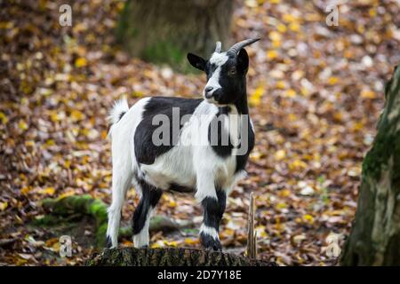Pygmy goat Stock Photo