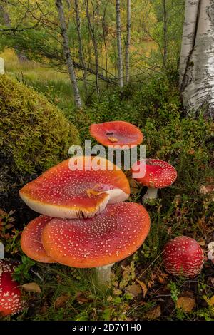 Fly agaric, Amanita muscaria, fungi in birch woodland. Scotland. Stock Photo