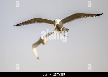 Two Yellow-legged gulls (Larus michahellis) flying at Kiskunsagi National Park, Pusztaszer, Hungary. February. Stock Photo