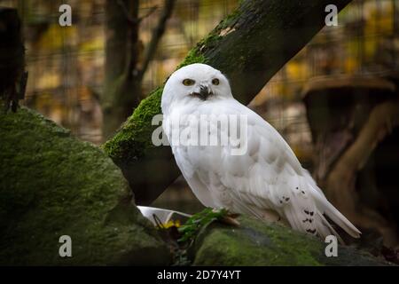 Captive arctic owl (Bubo scandiacus)