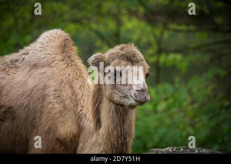 Two-humped camel (Camelus ferus, Camelus bactrianus) Stock Photo