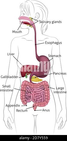 Human Digestive System Woman Anatomy Diagram Stock Vector