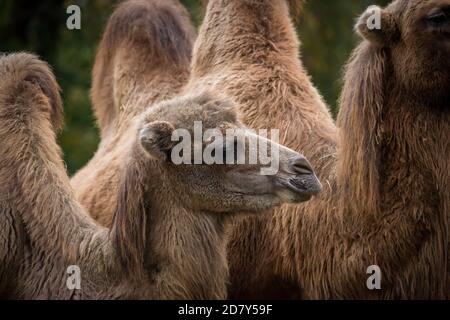 Two-humped camel (Camelus ferus, Camelus bactrianus) Stock Photo