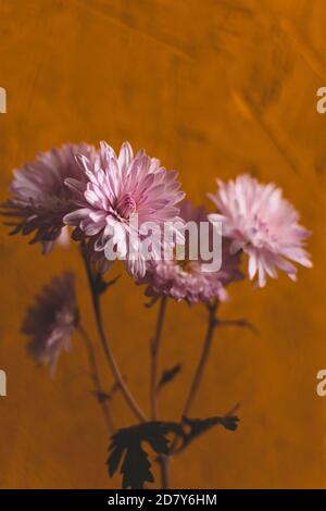 Pink autumn flower on yellow or orange background, selective focus, shallow depth of field. Moody effect. Stock Photo