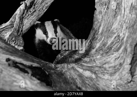 Badger searching for food in preparation for winter. Stock Photo