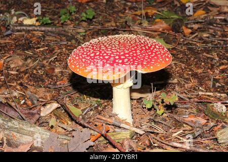 Red Fly Agaric, Amanita muscaria, growing in a forest near Marl-Sinsen, Germany Stock Photo