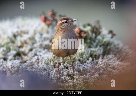 Wren foraging for food on a mossy rock in the Scottish Highlands. Stock Photo