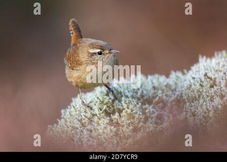 Wren foraging for food on a mossy rock in the Scottish Highlands. Stock Photo
