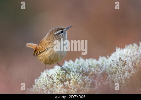 Wren foraging for food on a mossy rock in the Scottish Highlands. Stock Photo