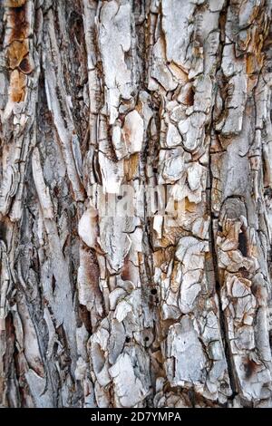 Vertical view of rough wooden background, pine tree bark texture Stock Photo