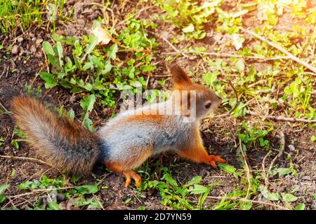 top view of a little young red squirrel on the ground with green grass Stock Photo