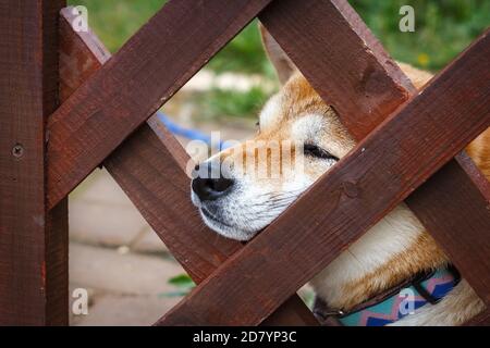 A Japanese dog of breed Shiba Inu stuck his nose out of wooden fence. Japanese small size Shiba Ken dog looks into distance Stock Photo