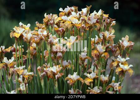 Siberian Iris sibirica 'Ginger Twist' Spring Flowers In Cluster Garden Scene Iris sibirica May flowers Blooming Irises Coppery brown Iris Tufted Plant Stock Photo