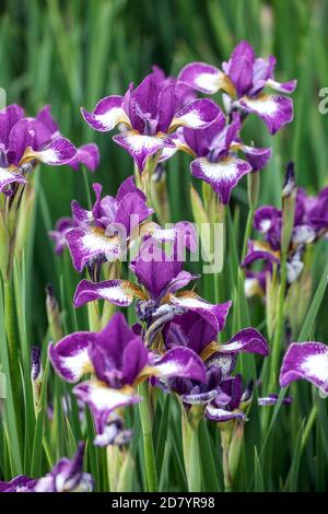 Iris sibirica Currier Stock Photo