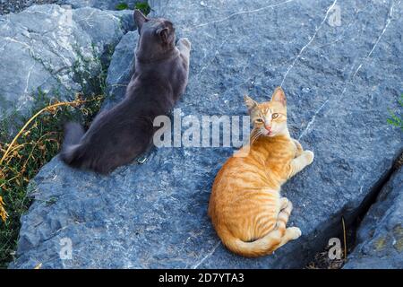 two cats lying on stone, top view Stock Photo