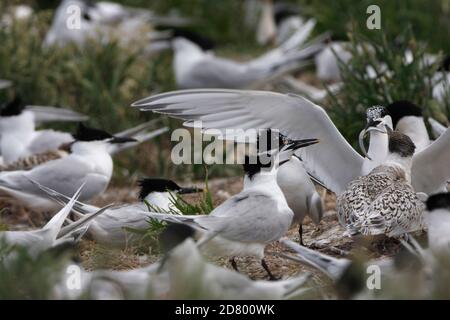 SANDWICH TERN (Sterna sandvicensis) adult lands in the breeding colony with a sand eel, UK. Stock Photo