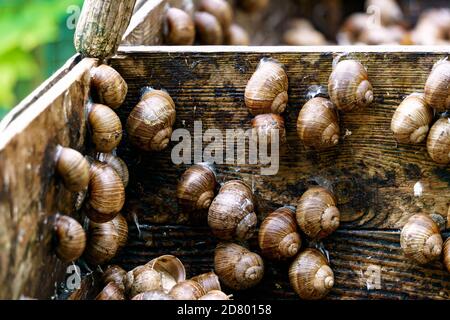 A series of photographs One day at a grape snail farm. Stock Photo