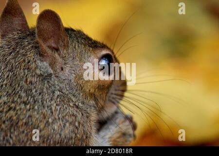 Cute squirrel eats nuts in the autumn forest. Nature photography. Colors of the autumn. Stock Photo