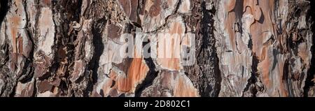 Isolated background in natural tones. Detail of the bark of a pine tree as a graphic resource. Stock Photo