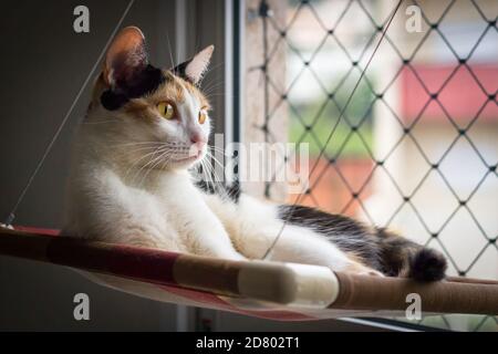 A female cat lying under the sunlight. This calico has found the perfect spot for his afternoon nap. Stock Photo