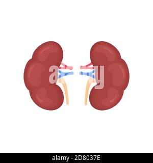 Anatomical colorful human kidneys scientifically accurate on white background. Medical science anatomy illustration. Stock Vector