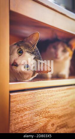 Two short-haired cats, one in front focused and other behind out of focus, looking at the camera with curiosity Stock Photo