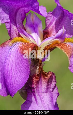 Purple Bearded iris 'Mulberry Rose' Iris flower close up Stock Photo