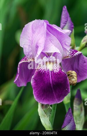 Tall Bearded Iris Waruna Stock Photo