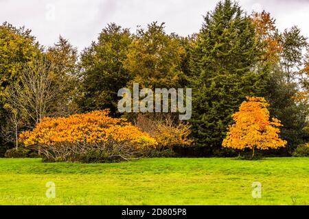 Yellow autumn colours at Marks Hall, Essex, UK Stock Photo
