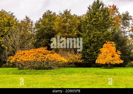 Yellow autumn colours at Markshall, Essex, UK Stock Photo