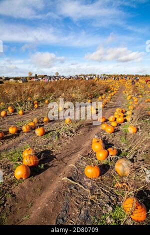 A pumpkin patch, with pumpkins ready to pick, on a sunny day. Stock Photo