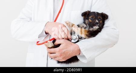 Dog in Vet doctor hands. Doctor veterinarian keeps puppy in hand in white coat with stethoscope. Baby pet on checkup in vet clinic. Long web banner. Stock Photo